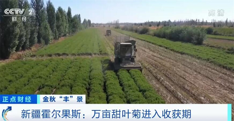 在希望的田野上 新疆霍尔果斯万亩甜叶菊喜迎丰收
